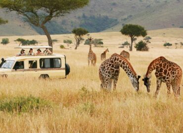 Best Time Africa Safari