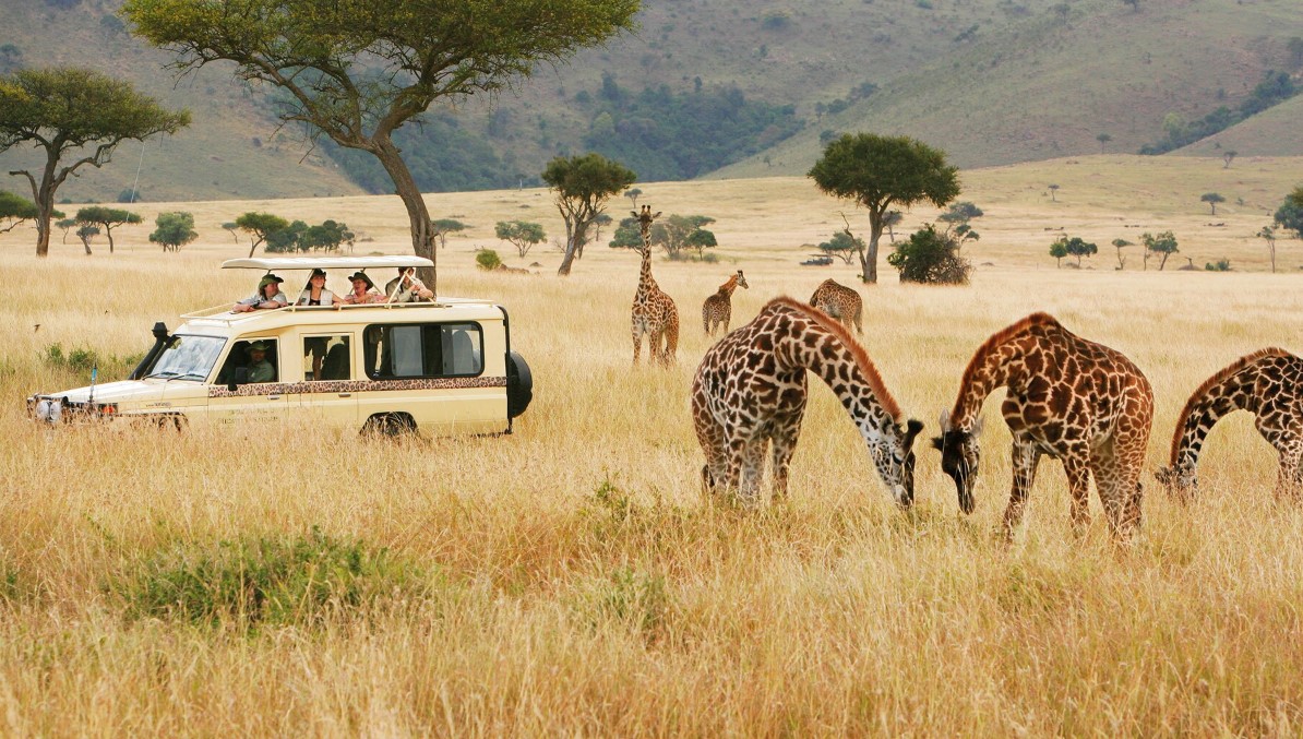 Best Time to Visit Africa for a Safari