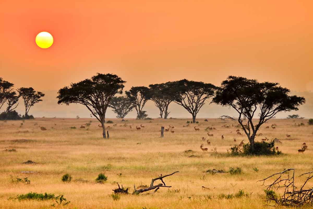 You are currently viewing 12 Days Uganda Primate & Wildlife Safari – Gorillas, Chimps & Savannah Adventures