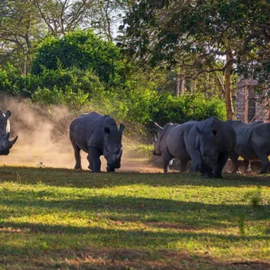 Read more about the article The Big 5 Safari in Uganda