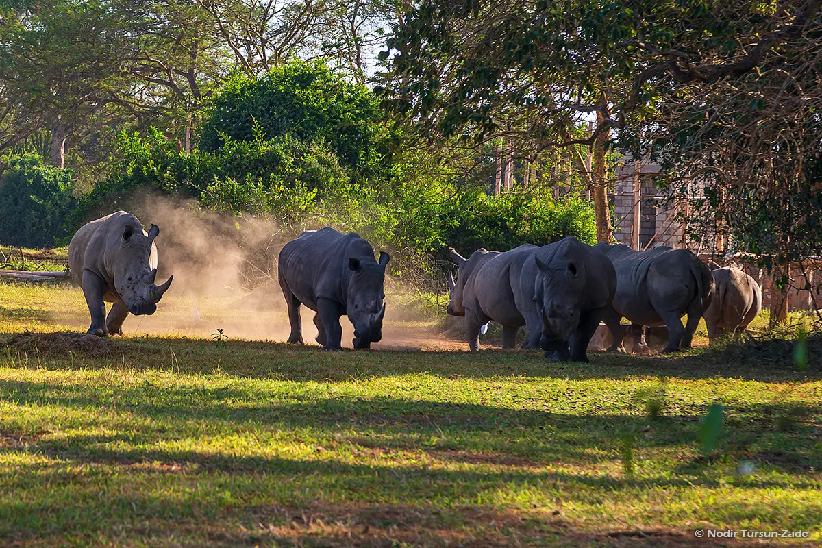 You are currently viewing 2 Days Murchison Falls Safari Uganda – Game Drives, Nile Cruise & Rhino Tracking