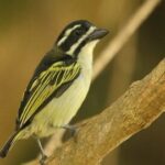 Uganda Birding Safari