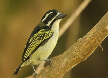 Uganda Birding Safari