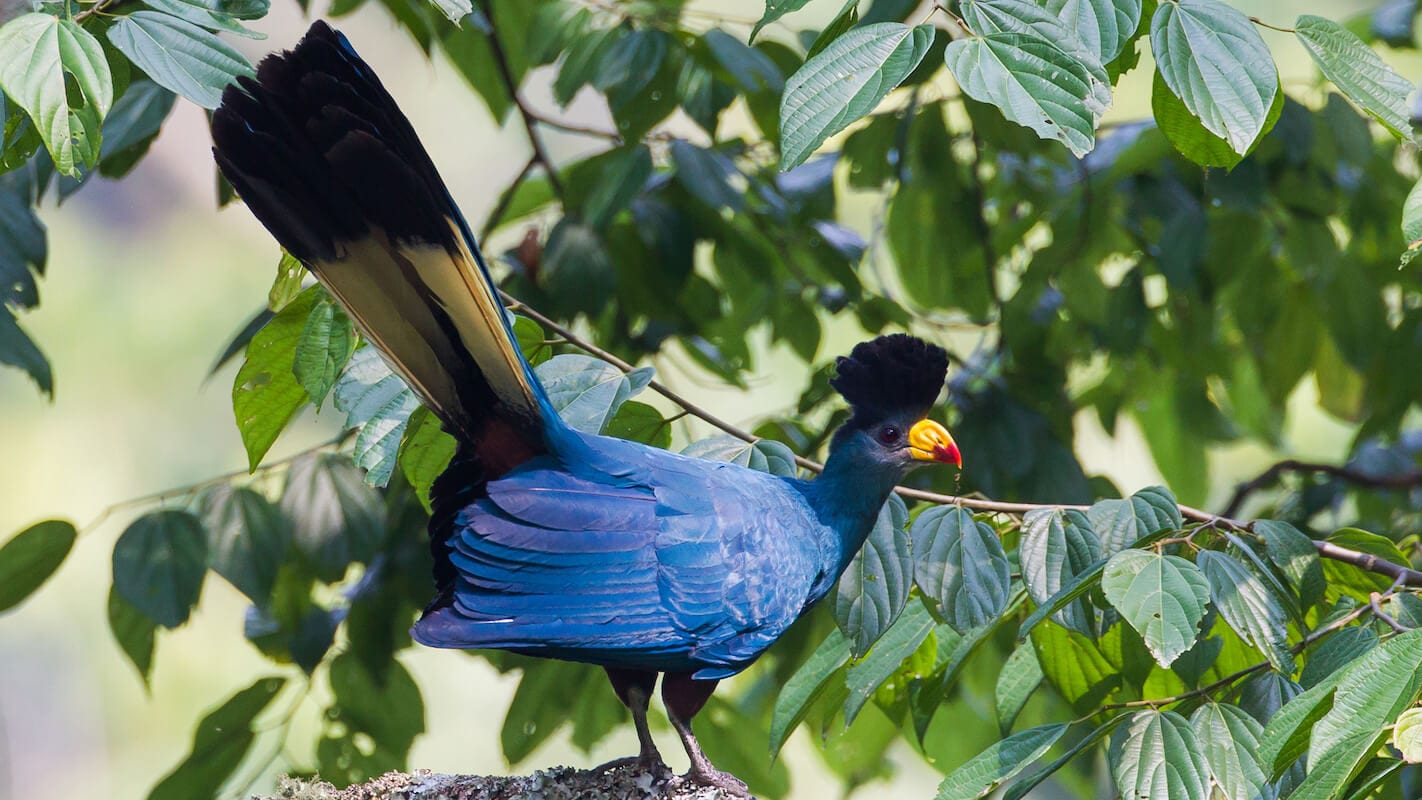 You are currently viewing 8 Days Uganda Birding & Primates Safari – Explore the Albertine Rift Region