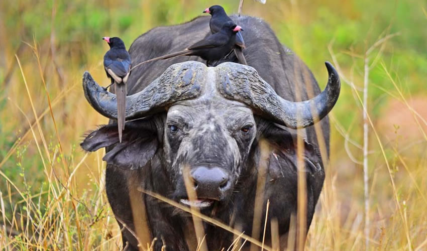 Read more about the article Queen Elizabeth National Park Safari Cost – Prices, Packages & What to Expect