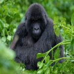 Bwindi Gorilla Trekking Safari