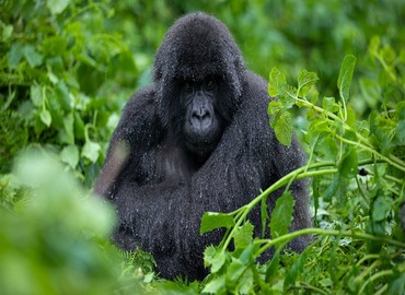 Bwindi Gorilla Trekking Safari