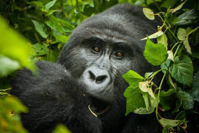 You are currently viewing 3-Day Uganda Gorilla and Chimp Trekking Safari