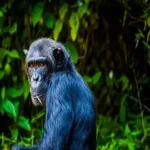 Uganda Primate Safari