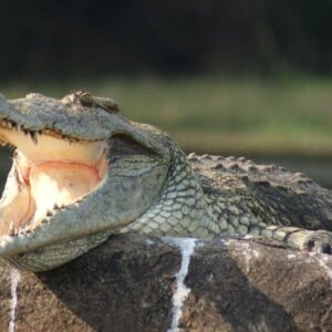 Read more about the article Why Spend Christmas in Queen Elizabeth National Park?