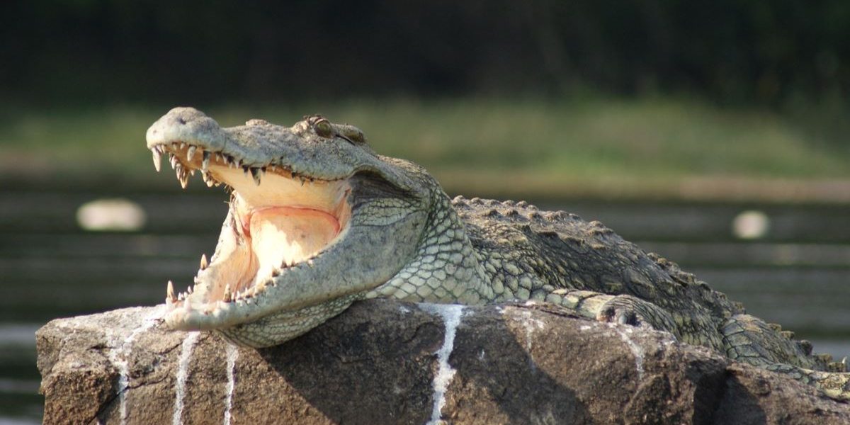 You are currently viewing 14 Days Uganda Luxury Safari & Cultural Discovery – Gorillas, Wildlife & Culture