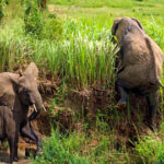 7 Days Uganda Safari