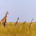 12 Days Uganda Safari Adventure