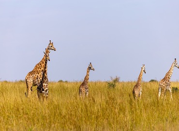 12 Days Uganda Safari Adventure