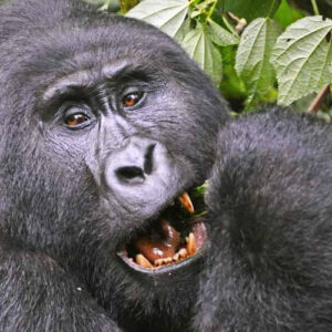 Read more about the article Ruhija Gorilla Trekking Sector in Bwindi Impenetrable Forest National Park