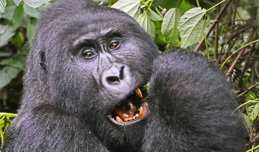 You are currently viewing 12 Days Uganda Safari Adventure – Gorillas, Wildlife & The Mighty Nile Experience