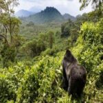 Uganda Gorilla and Chimpanzee Safari