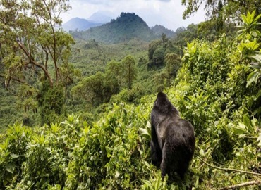 Uganda Gorilla and Chimpanzee Safari