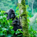 Uganda Gorilla Trekking