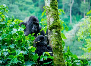 Uganda Gorilla Trekking