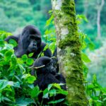 Safe gorilla safaris in Uganda