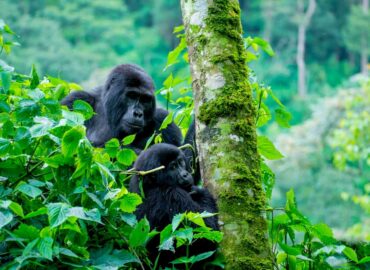 Safe gorilla safaris in Uganda