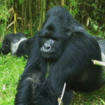 gorilla trekking safari in Uganda