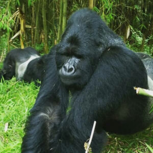 Read more about the article Top Travel Tips for Your Gorilla Trekking Safari in Uganda