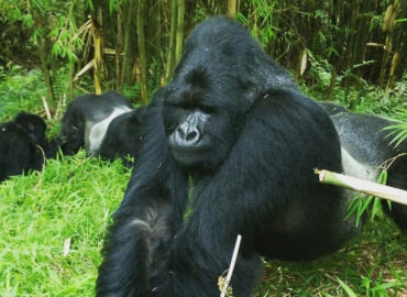 gorilla trekking safari in Uganda