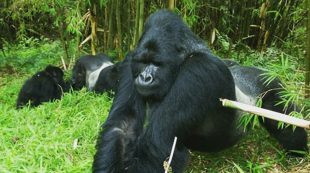 Top Travel Tips for Your Gorilla Trekking Safari in Uganda