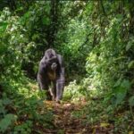 2-day gorilla trek