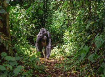 2-day gorilla trek