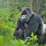 Gorilla trekking facts