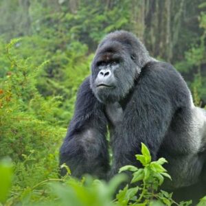 Read more about the article 10 Fascinating Facts About Gorillas