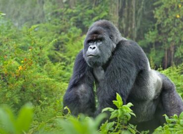 Gorilla trekking facts