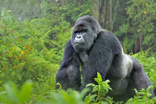10 Fascinating Facts About Gorillas