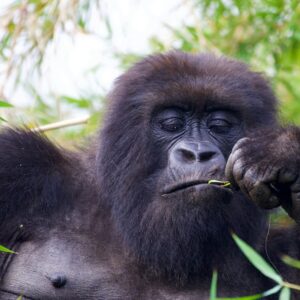 Read more about the article Gorilla Trekking from Kigali to Bwindi: A Scenic Journey into the Heart of Africa