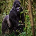 Uganda Safari Adventure