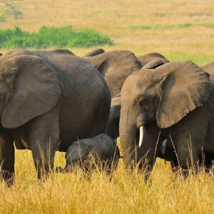 Read more about the article Queen Elizabeth National Park Safari Cost – Prices, Packages & What to Expect