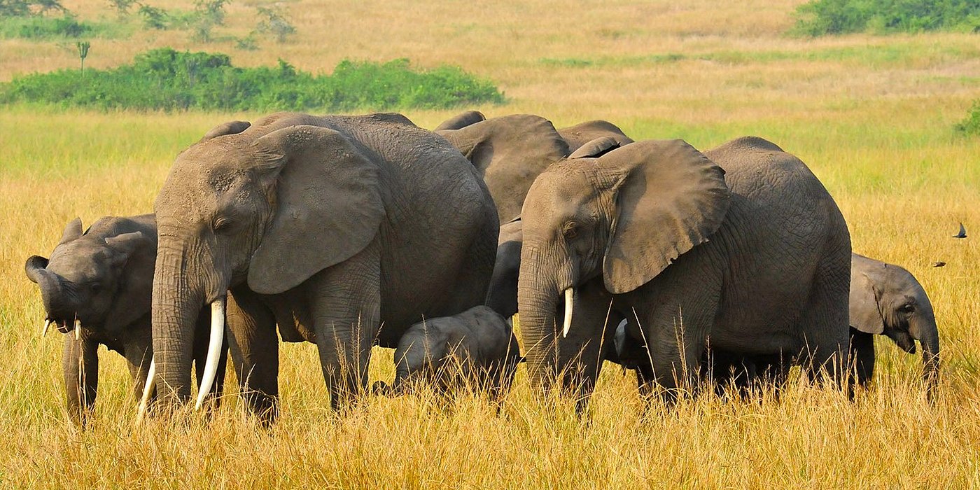 You are currently viewing 2 Days Queen Elizabeth Safari – Game Drive & Kazinga Channel Boat Cruise