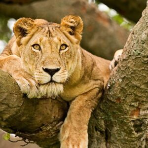 Read more about the article Animals in Queen Elizabeth National Park