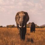 Uganda Luxury Safari