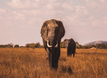 Uganda Luxury Safari