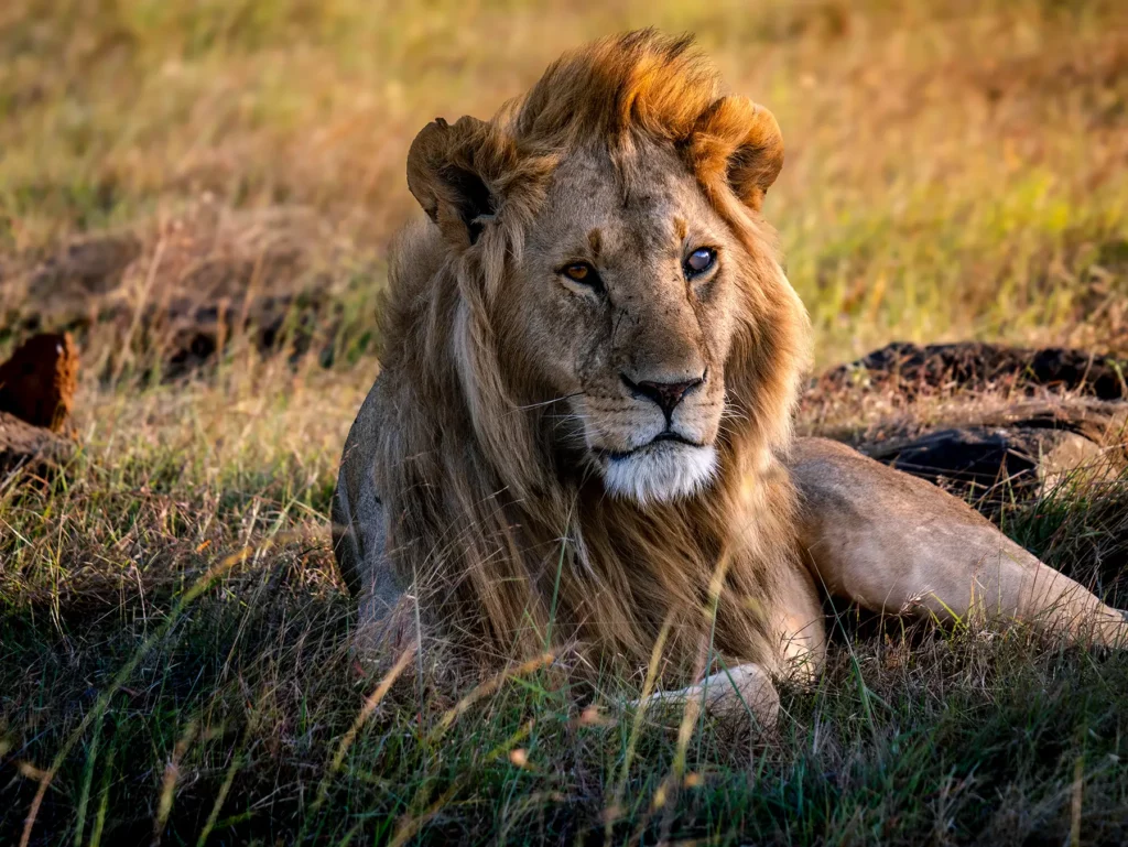 You are currently viewing 7 Days Primate & Big Five Safari – Gorillas in Uganda and Maasai Mara Adventure in Kenya
