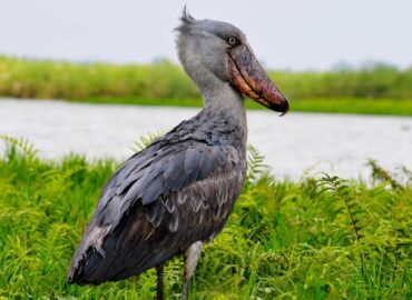 Mabamba Swamp birding Uganda