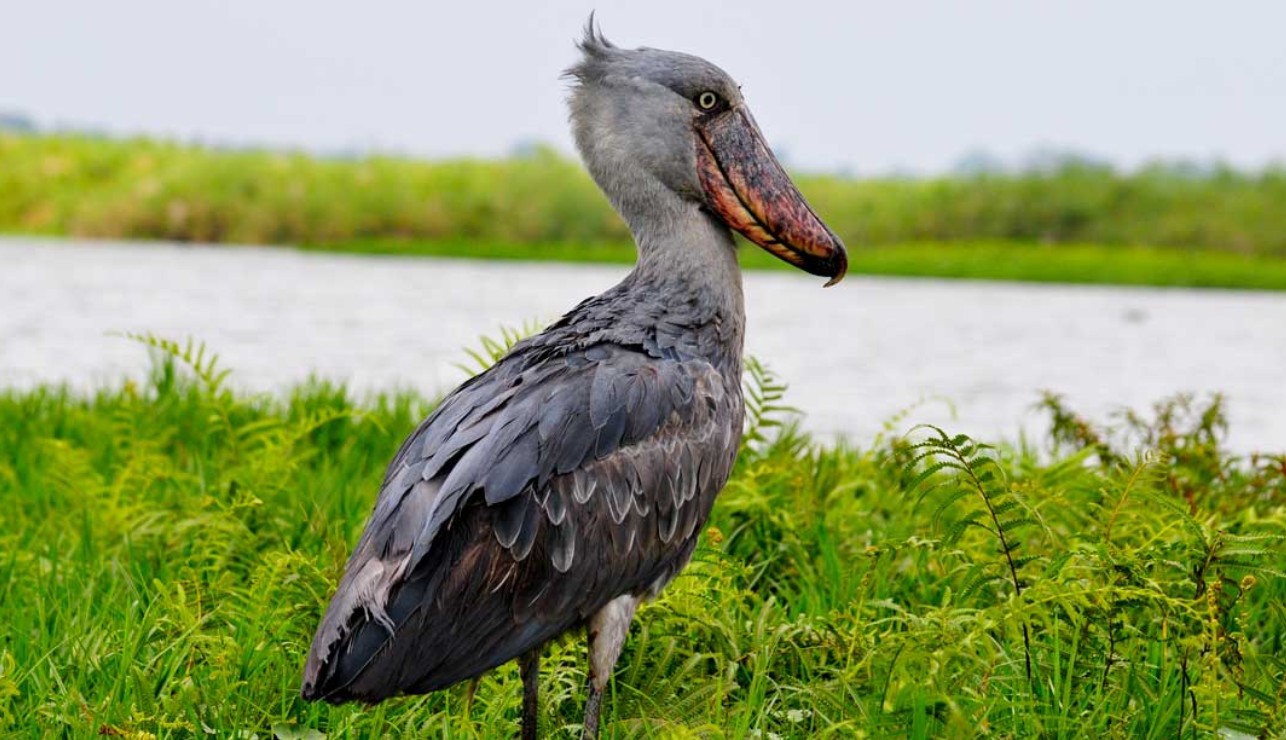 Discover Mabamba Swamp — Uganda’s Hidden Birding Paradise near Entebbe