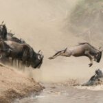 Great Migration Tanzania