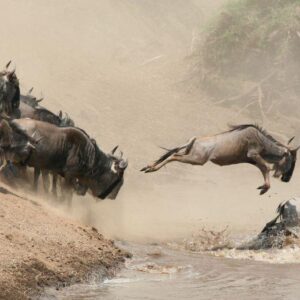 Read more about the article How First-Time Travelers Can Safely Experience the Great Migration in Tanzania