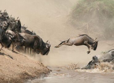 Great Migration Tanzania