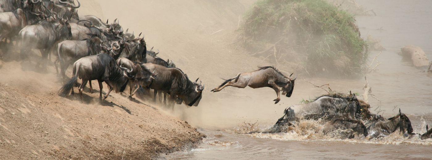 Great Migration Tanzania